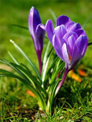 Krokus