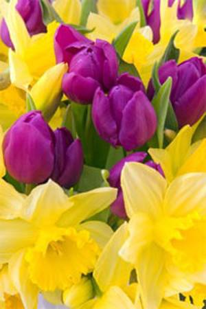 Påskeblomster - påskeliljer blandet med tulipaner